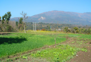 A small roadside farm in Surkhet District. In a New Democratic Revolution, land must be redistributed from unproductive landlords to producing peasants to serve as the basis for collectivization of agriculture and industrialization. (Noaman G. Ali)