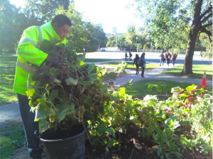 City workers trashing occupy gardens.